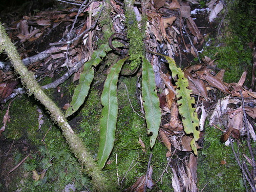 Elaphoglossum semicylindricum image