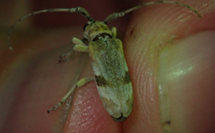 Eunidia vagevittata