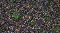 Britzelmayria multipedata