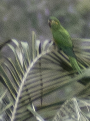 Leptosittaca branickii