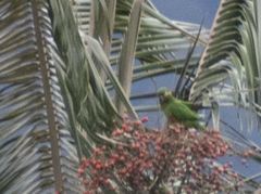 Leptosittaca branickii