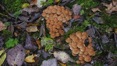 Britzelmayria multipedata