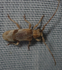 Eunidia vagevittata
