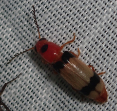 Tenerus variabilis