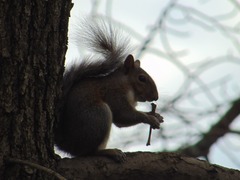 Sciurus carolinensis