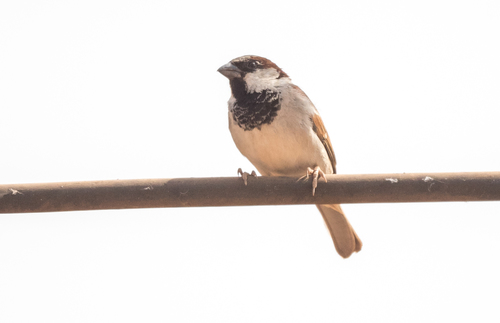 House Sparrow