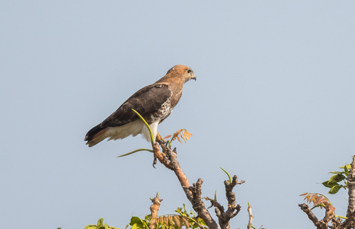 Red-necked Buzzard