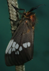 Palasea albimacula