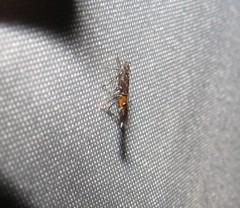 Cosmopterix gemmiferella