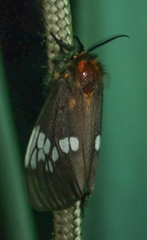Palasea albimacula