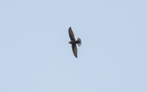 Little Swift