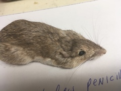 Chaetodipus penicillatus