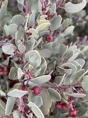 Arctostaphylos peninsularis
