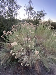 Ericameria parishii peninsularis