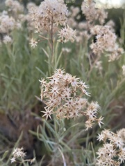 Ericameria parishii peninsularis