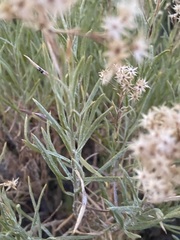 Ericameria parishii peninsularis