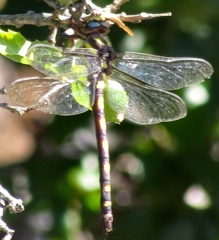 Cordulegaster dorsalis