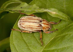 Faula pilatei