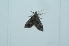 Alucita adriendenisi