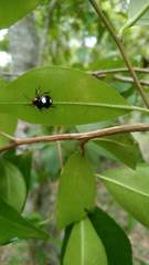 Chinavia erythrocnemis