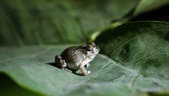 Pleurodema brachyops