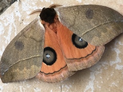 Automeris zurobara