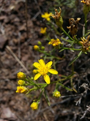 Gutierrezia californica