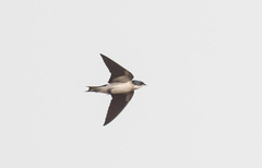Hirundo leucosoma