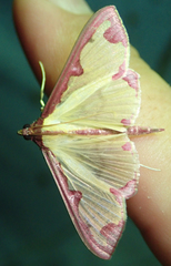 Cadarena pudoraria
