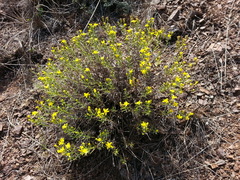 Gutierrezia californica
