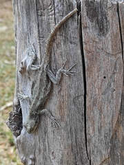 Sceloporus palaciosi