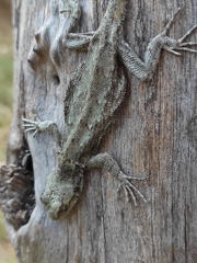 Sceloporus palaciosi