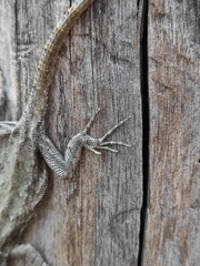 Sceloporus palaciosi