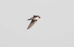 Hirundo leucosoma