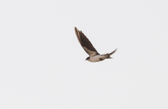 Hirundo leucosoma