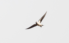 Hirundo leucosoma