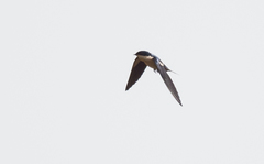 Hirundo leucosoma