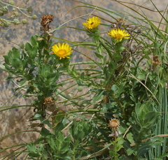 Grindelia buphthalmoides