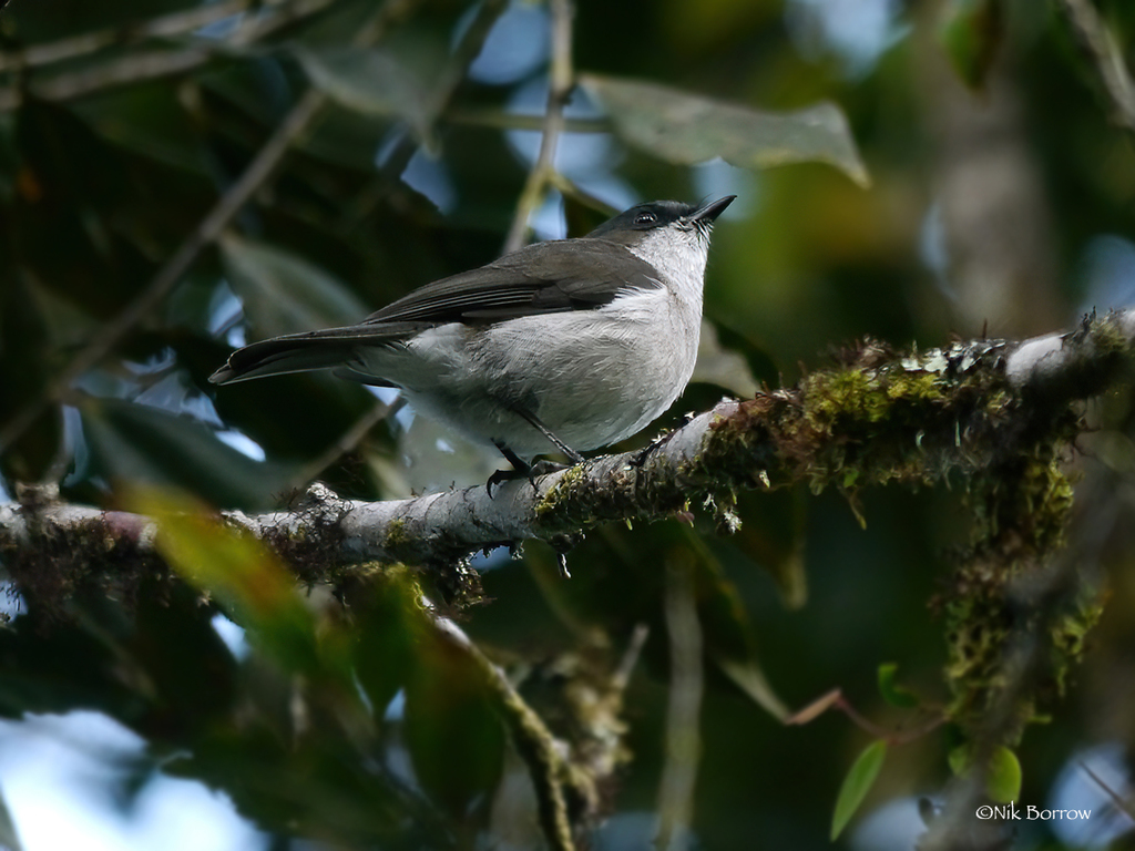 Brown-backed Whistler photo