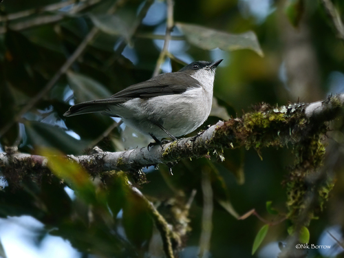 Brown-backed Whistler