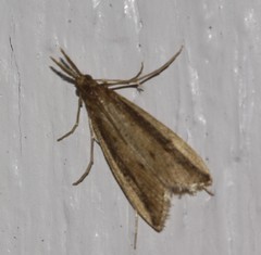 Donacaula albicostellus