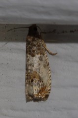 Notocelia rosaecolana