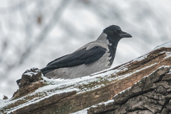 Corvus cornix
