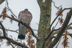Columba palumbus
