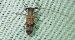 Eunidia subtergrisea