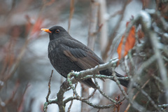 Turdus merula