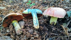 Rubroboletus lupinus