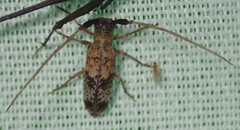 Eunidia subtergrisea