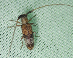 Eunidia subtergrisea