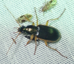 Chlaenius peringueyi